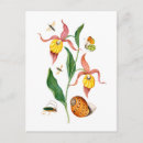 Search for slippers postcards Orchid