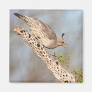Search for desert bird magnets Animal