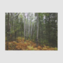 Search for birch trees tissue paper Nature