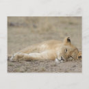 Search for lion cub postcards Horizontal