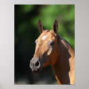Search for headshot posters Animal