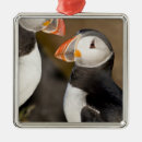 Search for orange and black christmas tree decorations Wildlife