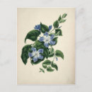 Search for vintage botanical print postcards Nature