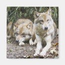 Search for pair magnets Grey