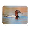 Search for drake magnets Wildlife