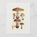 Search for fungi postcards Botanical