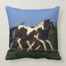 Search for yearling Paint