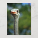 Search for ostrich postcards Nature