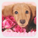 Search for dachshund puppy stickers Doxie