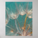 Search for dandelion posters Blossom
