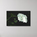 Search for shrub art Hydrangea