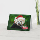 Search for red panda christmas cards Cute