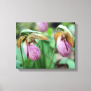Search for ladyslipper Nature