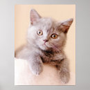 Search for british shorthair cat art Cute animals