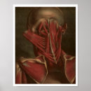 Search for shoulder posters Anatomy