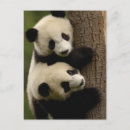 Search for giant sympathy cards Asia