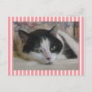 Search for black and white pink postcards Cute
