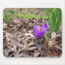 Search for spring crocus mousepads Flower