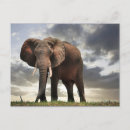 Search for large image postcards Wildlife