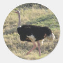 Search for ostrich labels Zoo