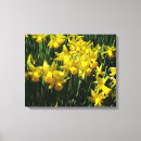Search for yellow daffodil canvas prints Flower