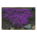 Search for phlox Flowers