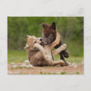 Search for wolves postcards Cute
