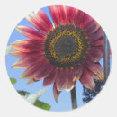 Search for red sunflower stickers Floral