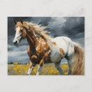 Search for pinto postcards Beautiful