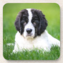 Search for newfoundland coasters Puppy