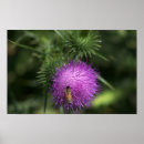 Search for thistle posters Nature