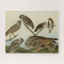 Search for audubon birds puzzles Illustration