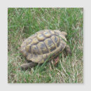 Search for tanks magnets Animal
