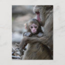 Search for monkey baby postcards Japanese macaque