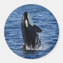 Search for breaching whale Marine mammal