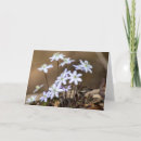 Search for wildflower cards Pretty