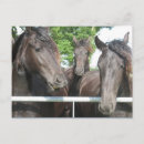 Search for laughing animals postcards Photography