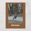 Search for turkeys postcards Animals