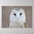 Search for barn owl posters Photograph
