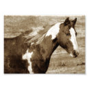 Search for maree photography Equine