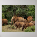 Search for african nations posters Tree