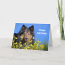 Search for sheltie birthday cards Collie
