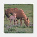 Search for wild one magnets Wildlife