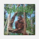 Search for rainforest magnets Animal