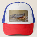 Search for carnivorous hats Reptile