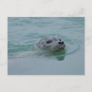 Search for jokulsarlon postcards Nature