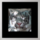 Search for tiger wall posters Wild cats