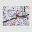 Search for cardinal tissue paper Birds