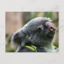 Search for koala bear postcards Nature