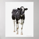 Search for dairy cow posters Black
